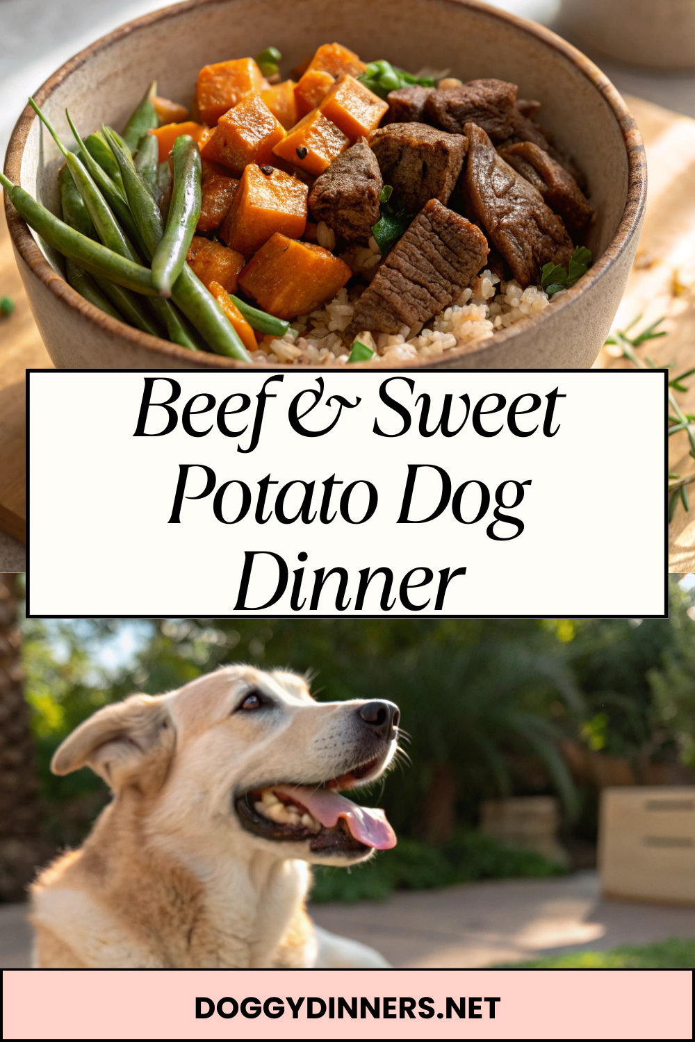 Beef & Sweet Potato Dog Dinner