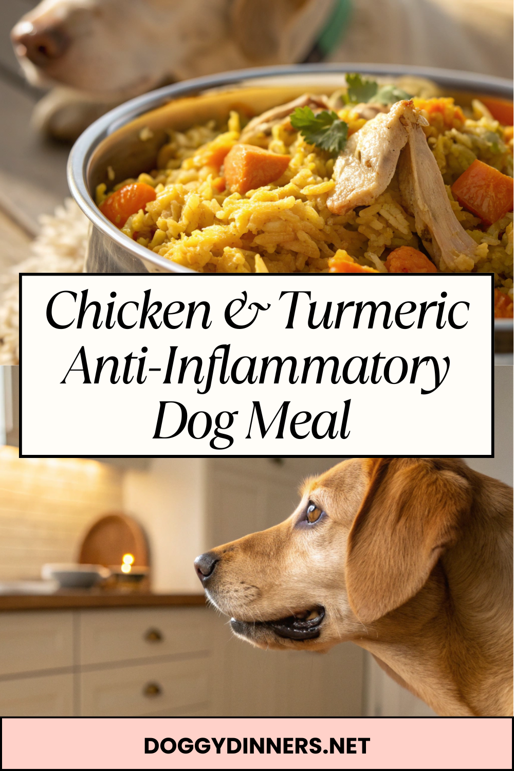 Chicken & Turmeric Anti-Inflammatory Dog Meal – Simple Homemade Bowl with Warm Spices for Occasional Feeding